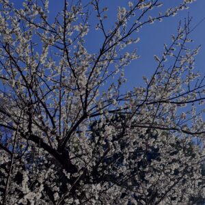 白梅,梅の花,梅林,早春,花見スポット,和風庭園,季節風景,日本庭園