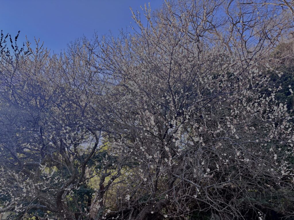 白梅,梅の花,梅林,早春,花見スポット,和風庭園,季節風景,日本庭園