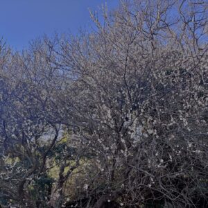 白梅,梅の花,梅林,早春,花見スポット,和風庭園,季節風景,日本庭園