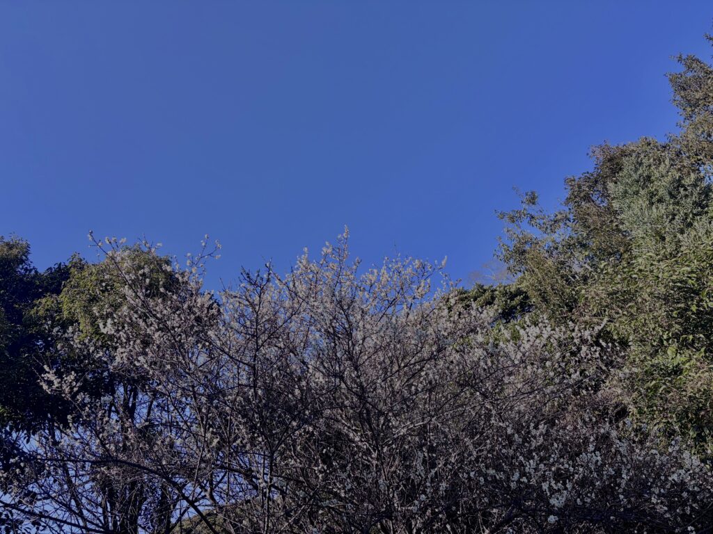 白梅,梅の花,梅林,早春,花見スポット,和風庭園,季節風景,日本庭園