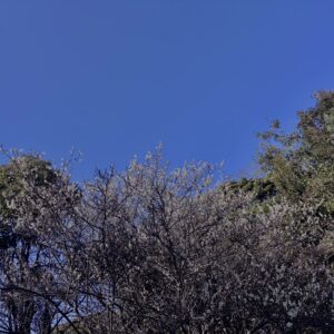 白梅,梅の花,梅林,早春,花見スポット,和風庭園,季節風景,日本庭園