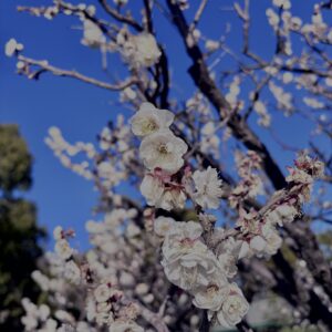 白梅,梅の花,梅林,早春,花見スポット,和風庭園,季節風景,日本庭園
