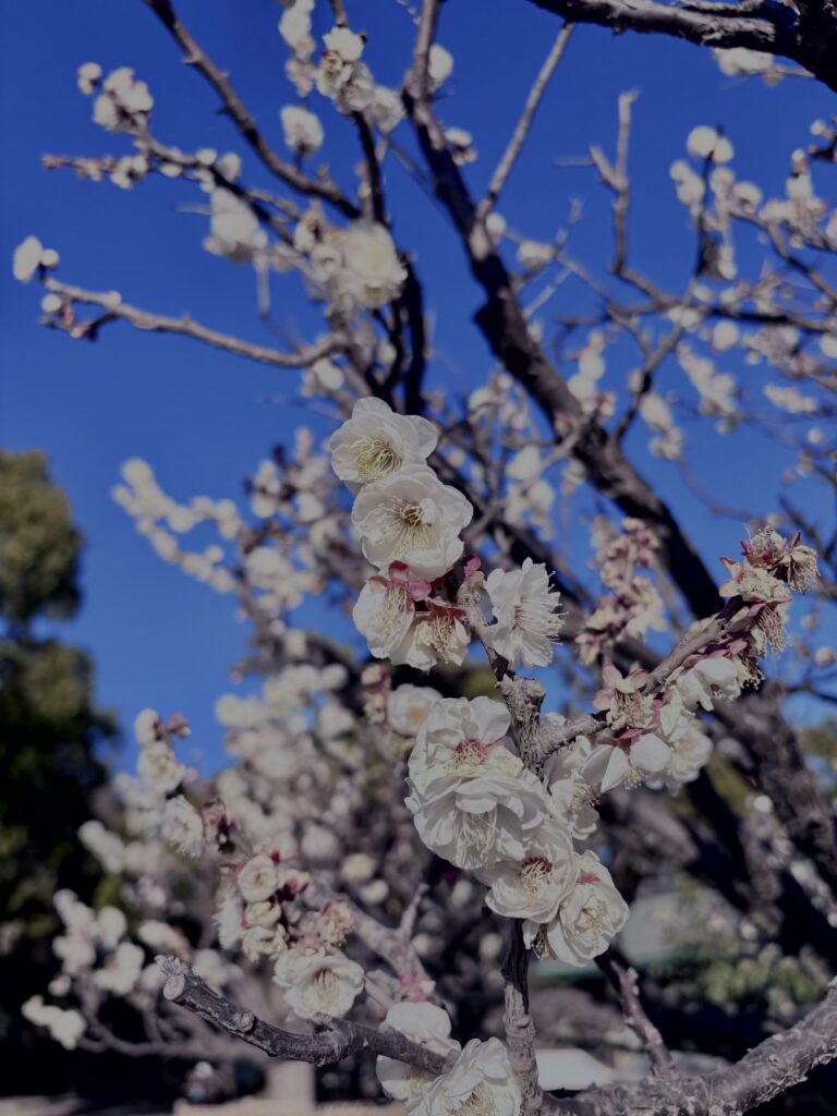白梅,梅の花,梅林,早春,花見スポット,和風庭園,季節風景,日本庭園