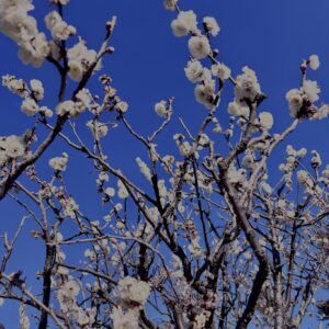 白梅,梅の花,梅林,早春,花見スポット,和風庭園,季節風景,日本庭園