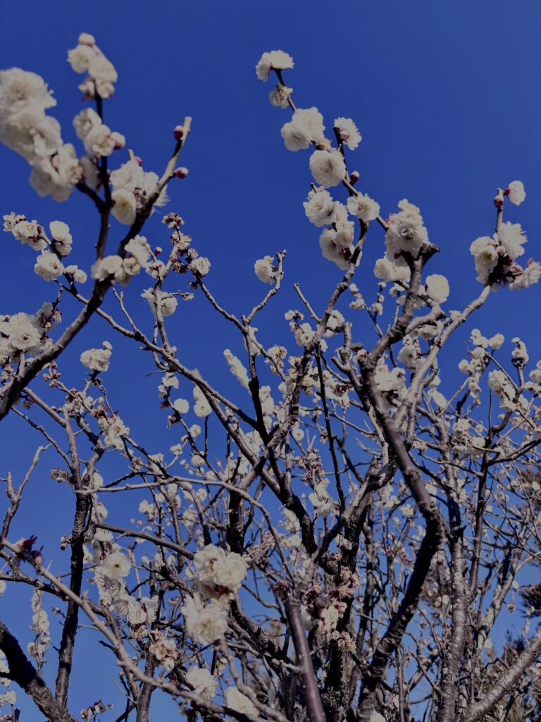 白梅,梅の花,梅林,早春,花見スポット,和風庭園,季節風景,日本庭園
