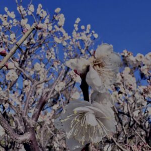 白梅,梅の花,梅林,早春,花見スポット,和風庭園,季節風景,日本庭園