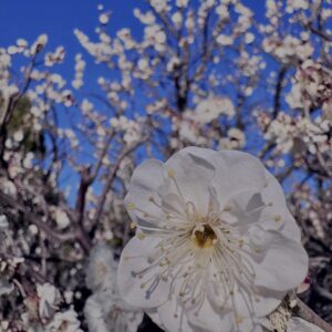 白梅,梅の花,梅林,早春,花見スポット,和風庭園,季節風景,日本庭園