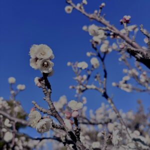 白梅,梅の花,梅林,早春,花見スポット,和風庭園,季節風景,日本庭園