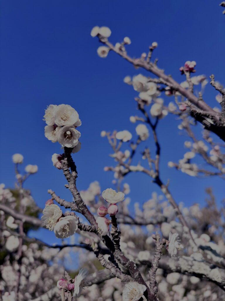 白梅,梅の花,梅林,早春,花見スポット,和風庭園,季節風景,日本庭園