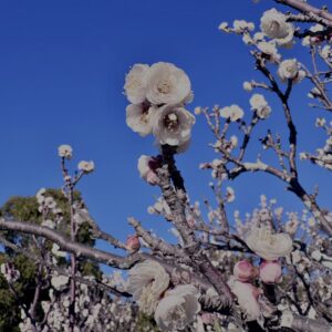 白梅,梅の花,梅林,早春,花見スポット,和風庭園,季節風景,日本庭園