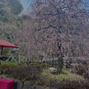 梅