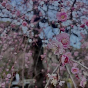 梅,ピンク,早咲き,バラ科,サクラ属,梅の名所,