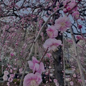 梅,ピンク,早咲き,バラ科,サクラ属,梅の名所,