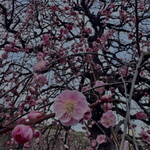 梅,ピンク,早咲き,バラ科,サクラ属,梅の名所,