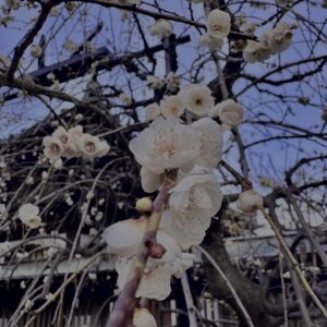 梅