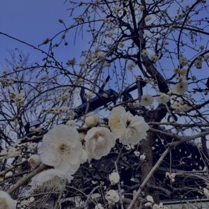梅,ピンク,早咲き,バラ科,サクラ属,梅の名所,