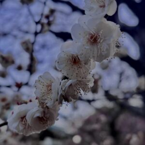 梅,ピンク,早咲き,バラ科,サクラ属,梅の名所,