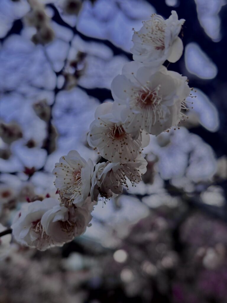 梅,ピンク,早咲き,バラ科,サクラ属,梅の名所,