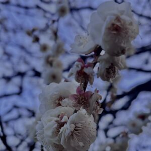 梅,ピンク,早咲き,バラ科,サクラ属,梅の名所,