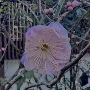 梅,ピンク,早咲き,バラ科,サクラ属,梅の名所,