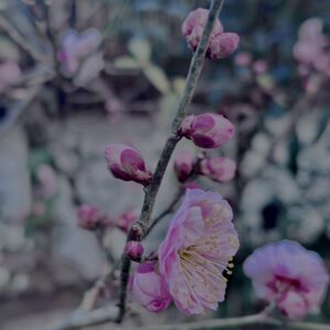 梅,ピンク,早咲き,バラ科,サクラ属,梅の名所,