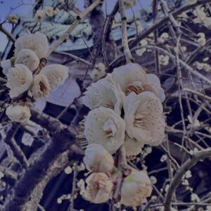 梅,ピンク,早咲き,バラ科,サクラ属,梅の名所,