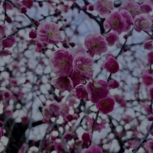 梅,ピンク,早咲き,バラ科,サクラ属,梅の名所,