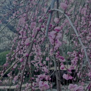 梅,ピンク,早咲き,バラ科,サクラ属,梅の名所,