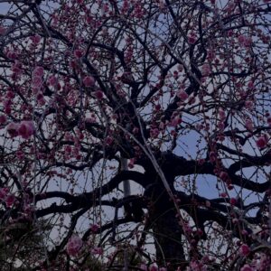 梅,ピンク,早咲き,バラ科,サクラ属,梅の名所,