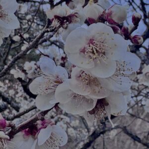 梅,ピンク,早咲き,バラ科,サクラ属,梅の名所,