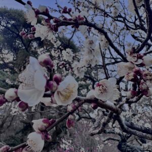 梅,ピンク,早咲き,バラ科,サクラ属,梅の名所,