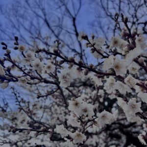 春告草