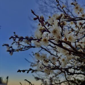 春告草