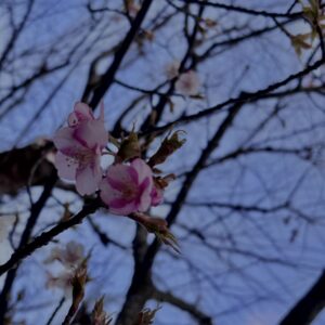 河津桜
