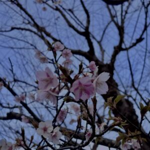 河津桜