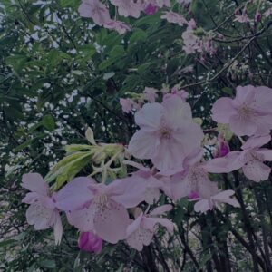 河津桜