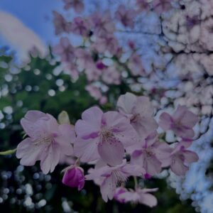 河津桜
