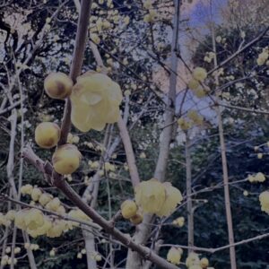 素心蝋梅