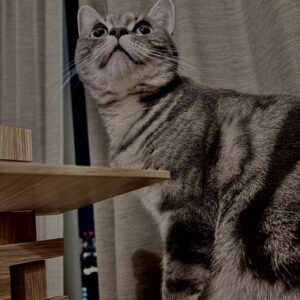 アメショ,アメリカンショートヘア,猫,cat,ペット,