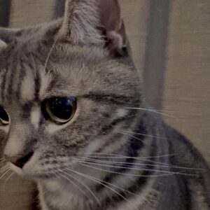 アメショ