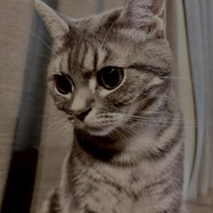 アメショ
