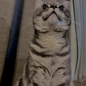 アメショ