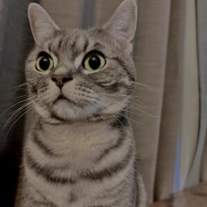 アメショ,アメリカンショートヘア,猫,cat,ペット,