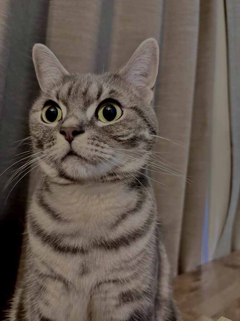 アメショ,アメリカンショートヘア,猫,cat,ペット,
