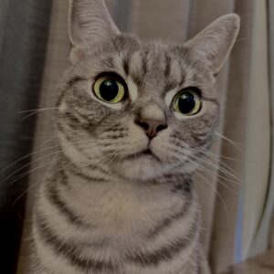 アメショ,アメリカンショートヘア,猫,cat,ペット,
