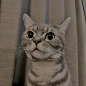 アメショ