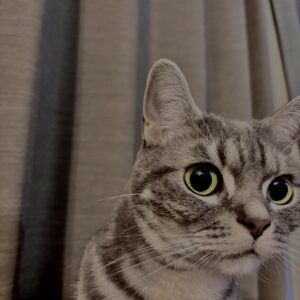 アメショ