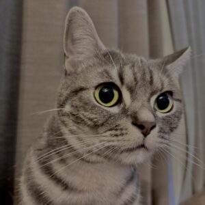 アメショ