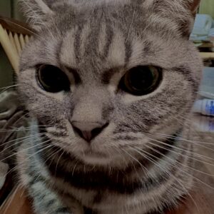 アメショ