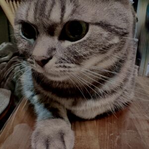 アメショ